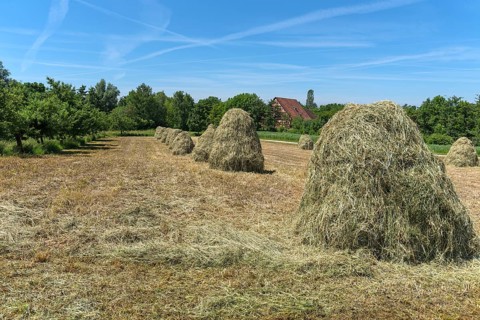 Piled up haystacks on a field