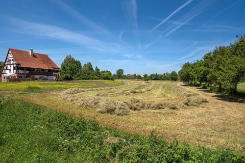 Windrowed hay in the meadow