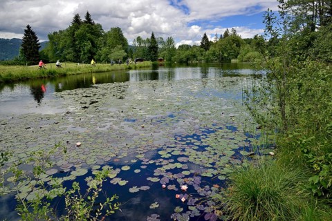 Moor pond