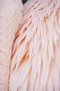 Fender of a pelican
