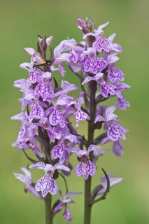 False blister beetle (Oedemera femorata) on Moorland spotted orchid (Dactylorhiza maculata)