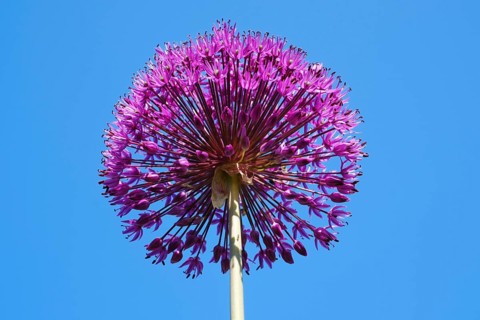 Giant Onion (Allium Giganteum)