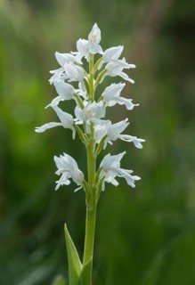 Monkey orchid (Orchis simia)