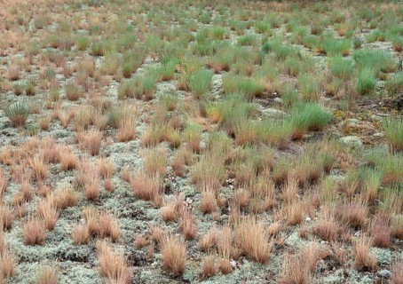 Dry sandy grassland in the Binnenduenen nature reserve near Klein Schmoelen