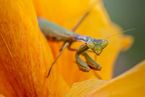 European mantis (mantis religiosa) on a flower