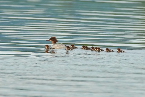 Common merganser (Mergus merganser) or goosander mother with her youngsters swimming in danubia river