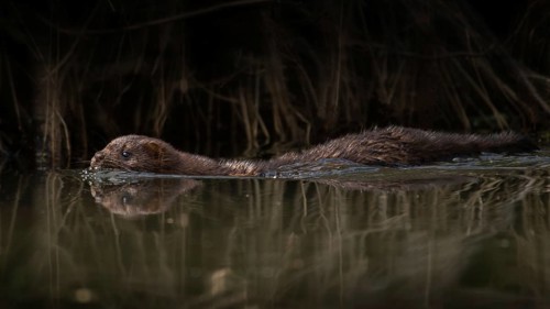 Mink