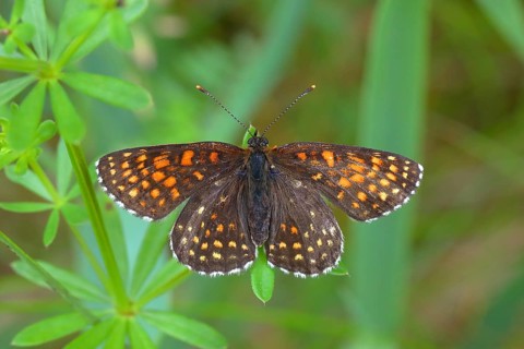 False Heath Fritillary (Melitaea diamina)