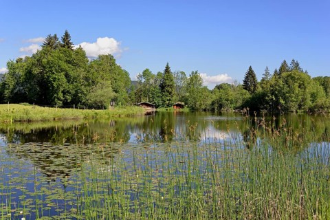 Moor pond