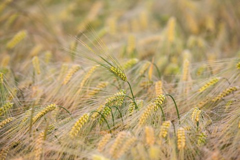 Ear of Barley (Hordeum vulgare) with dewdrops