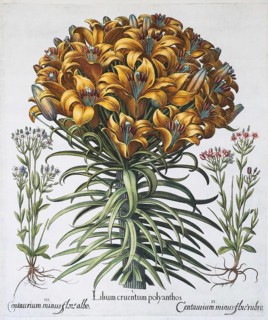 Lily (Lilium)