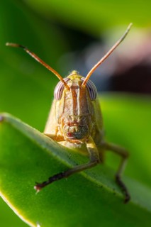 Egyptian locust (Anacridium aegyptium) on a plant