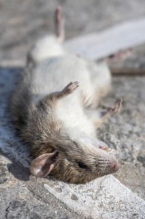 Dead rat lying on the ground