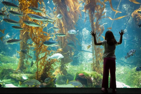 Amazed young girl standing up against large aquarium observation glass