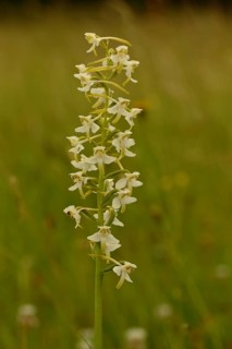 Greater butterfly-orchid (Platanthera chlorantha)