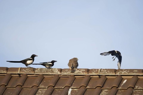 European magpies (Pica pica) attack juvenile Common Common Kestrel (Falco tinnunculus) on house roof