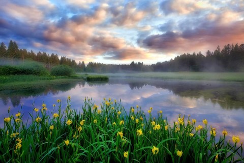 Raised bog wax thorn moss with marsh irises (Iris pseudacorus)