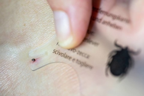 Castor Bean Tick (Ixodes ricinus)