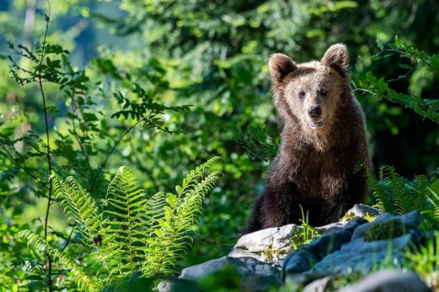 European brown bear (Ursus arctos arctos)