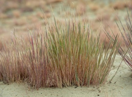 Dry sandy grassland in the Binnenduenen nature reserve near Klein Schmoelen