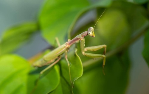 European mantis (mantis religiosa) on a branch