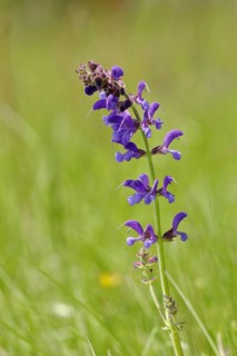 Meadow Clary (Salvia pratensis)