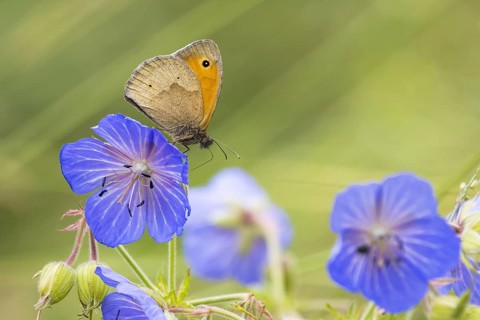 Meadow Brown (Maniola jurtina) on Meadow cranesbill (Geranium) (Geranium pratense) Hesse