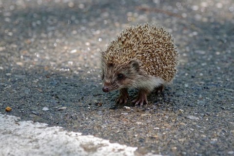 Juvenile Northern white-breasted hedgehog (Erinaceus roumanicus) Road crossing