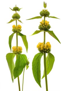 Turkish sage (Phlomis russeliana) on white ground