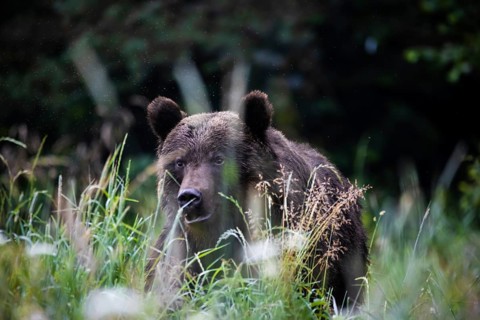Brown bear (Ursus arctos)