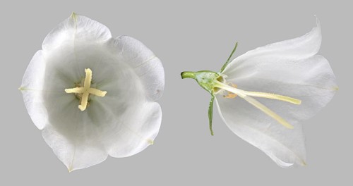 Peach-leaved bellflower (Campanula persicifolia)