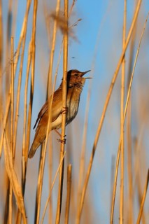 Savi's Warbler (Locustella luscinioides) on a reed