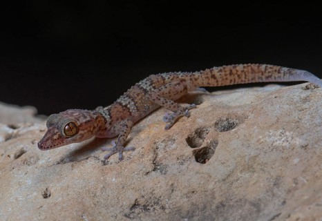Big-headed gecko (Paroedura fasciata) in Nosy Hara National Park in northern Madagascar