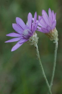 Strawflower (Xeranthemum annuum) in bloom