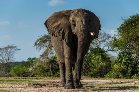African elephant (Loxodonta africana)