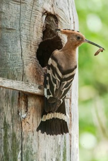 Hoopoe (Upupa epops) Hoopoe at the nesting box
