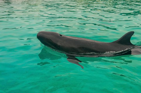 Short-finned Pilotwhale (Globicephala macrorhynchus)