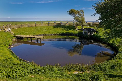 Fething on Hallig Suedfall in the Schleswig-Holstein Wadden Sea National Park
