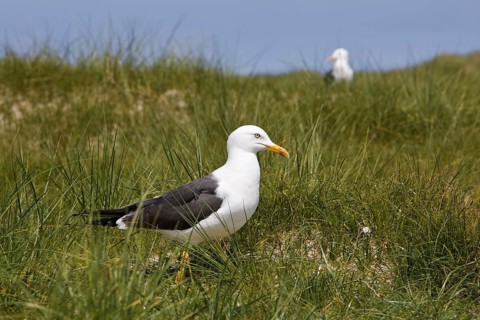 European herring gull (Larus argentatus)