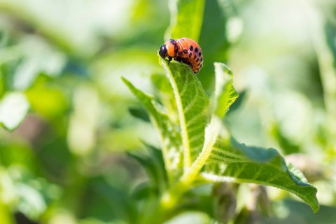 Larva of the Colorado potato beetle (Leptinotarsa decemlineata) on the leaf of a potato (Solanum tuberosum)