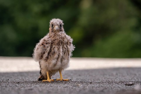 Common Common Kestrel (Falco tinnunculus)