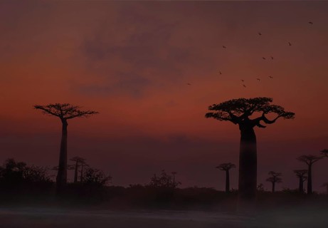 Baobab avenue at dawn (Andasonia grandidieri) in western Madagascar