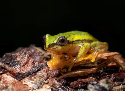 A frog (Mantidactylus ssp) in the rainforest of Ranomafana
