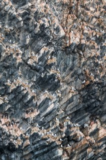 Giant seabird colony on the spectacular rock formation of columnar basalt