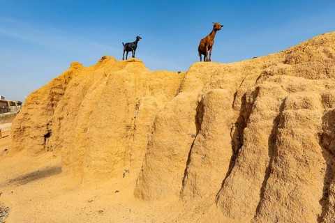 Goats on the old sandstone wall