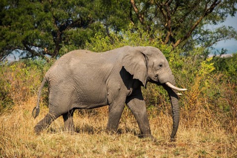 African elephant (Loxodonta africana)