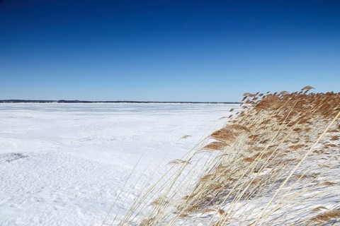 Winter landscape