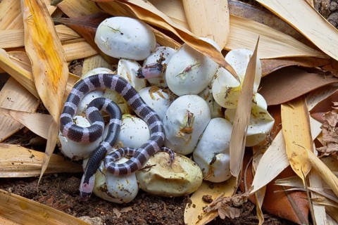 Banded Krait (Bungarus candidus)