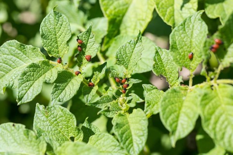 Larva of the Colorado potato beetle (Leptinotarsa decemlineata) on the leaf of a potato (Solanum tuberosum)