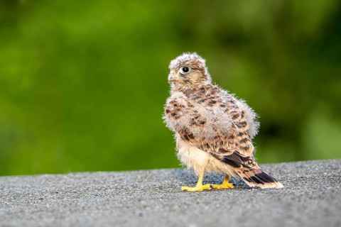 Common Common Kestrel (Falco tinnunculus)